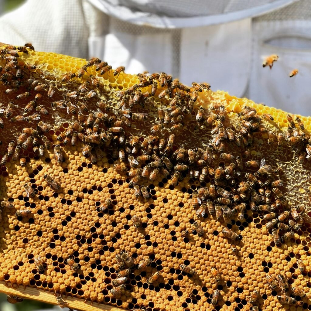 Close-up of honeybees on a beehive frame during a sunny day in Brisbane, Australia.