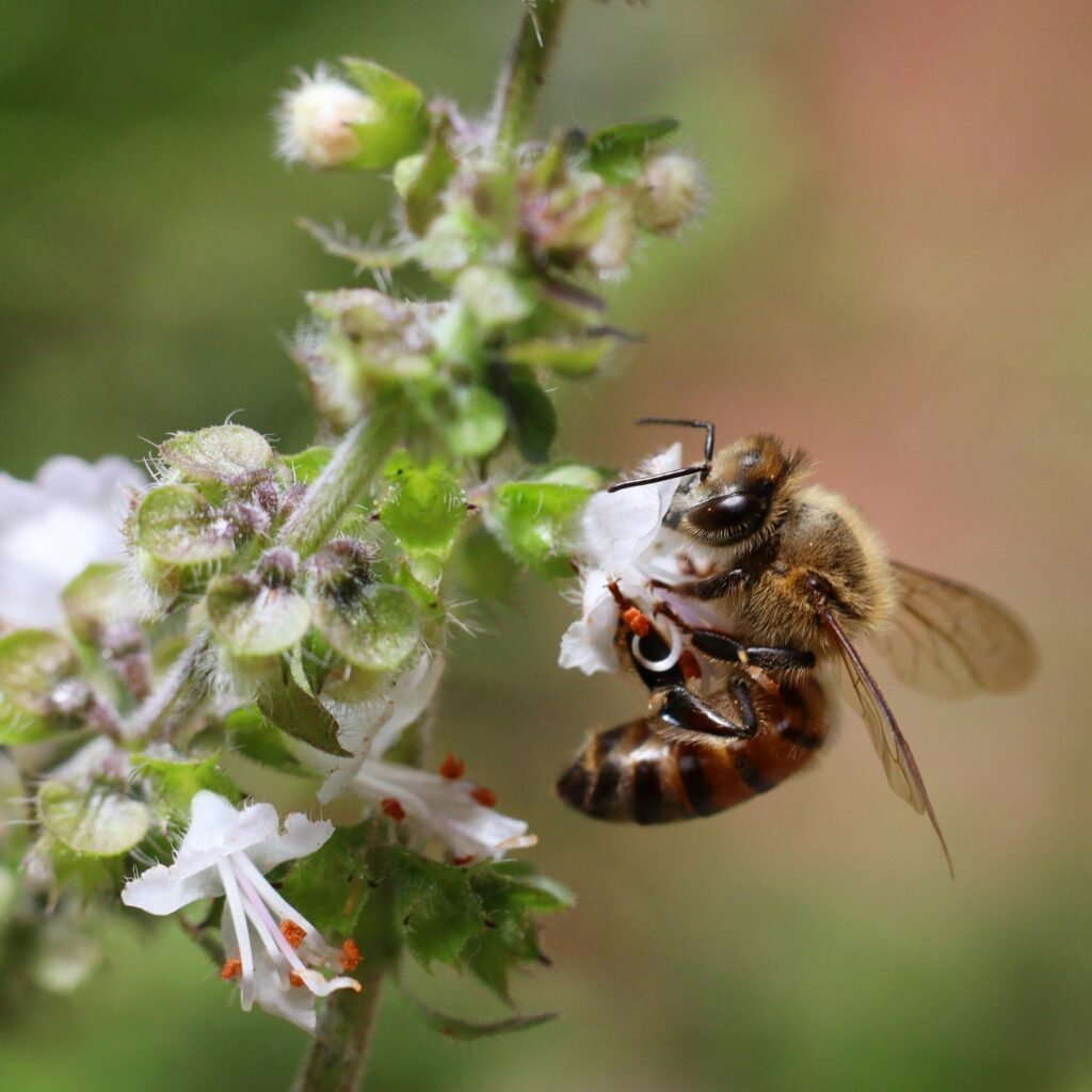 Detailed image of a honey bee collecting nectar from small flowers in nature.